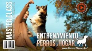 entrenamiento para perros