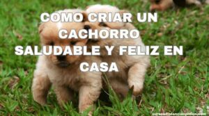 Cachorros saludables y felices