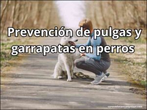 Prevención de pulgas y garrapatas en perros