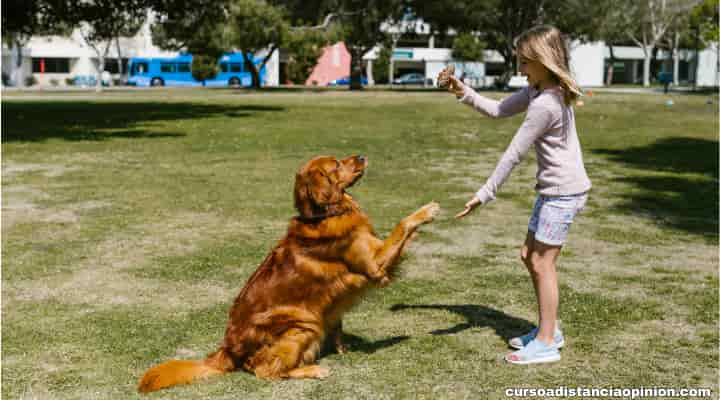 Estrategias para Tratar la Soledad Canina