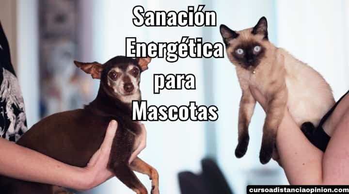 Sanación energética para mascotas